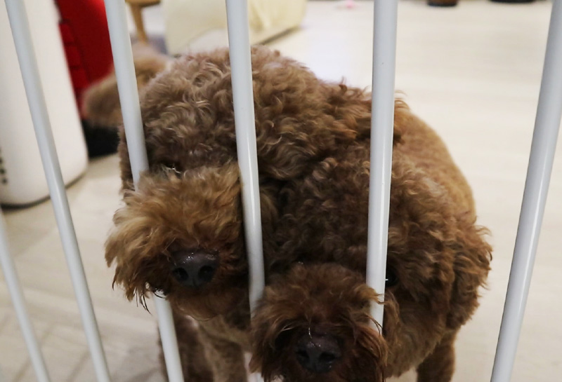 貴賓犬-寵物噪音改善-隔音門