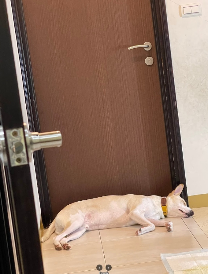 業主寵物隔音好評